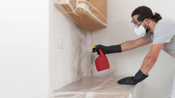 Professional Black Mold Removal technician working in Melrose Park, NY